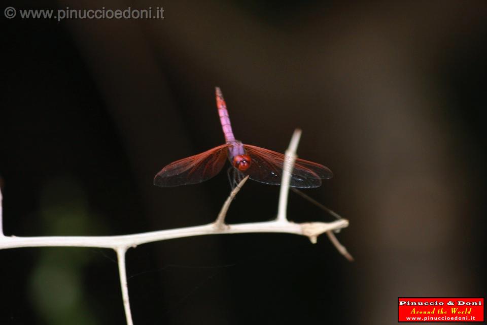 Ethiopia - Mago National Park - 13 - Libelula.jpg